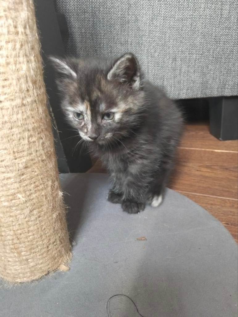kittens, Meerdere dieren, 0 tot 2 jaar
