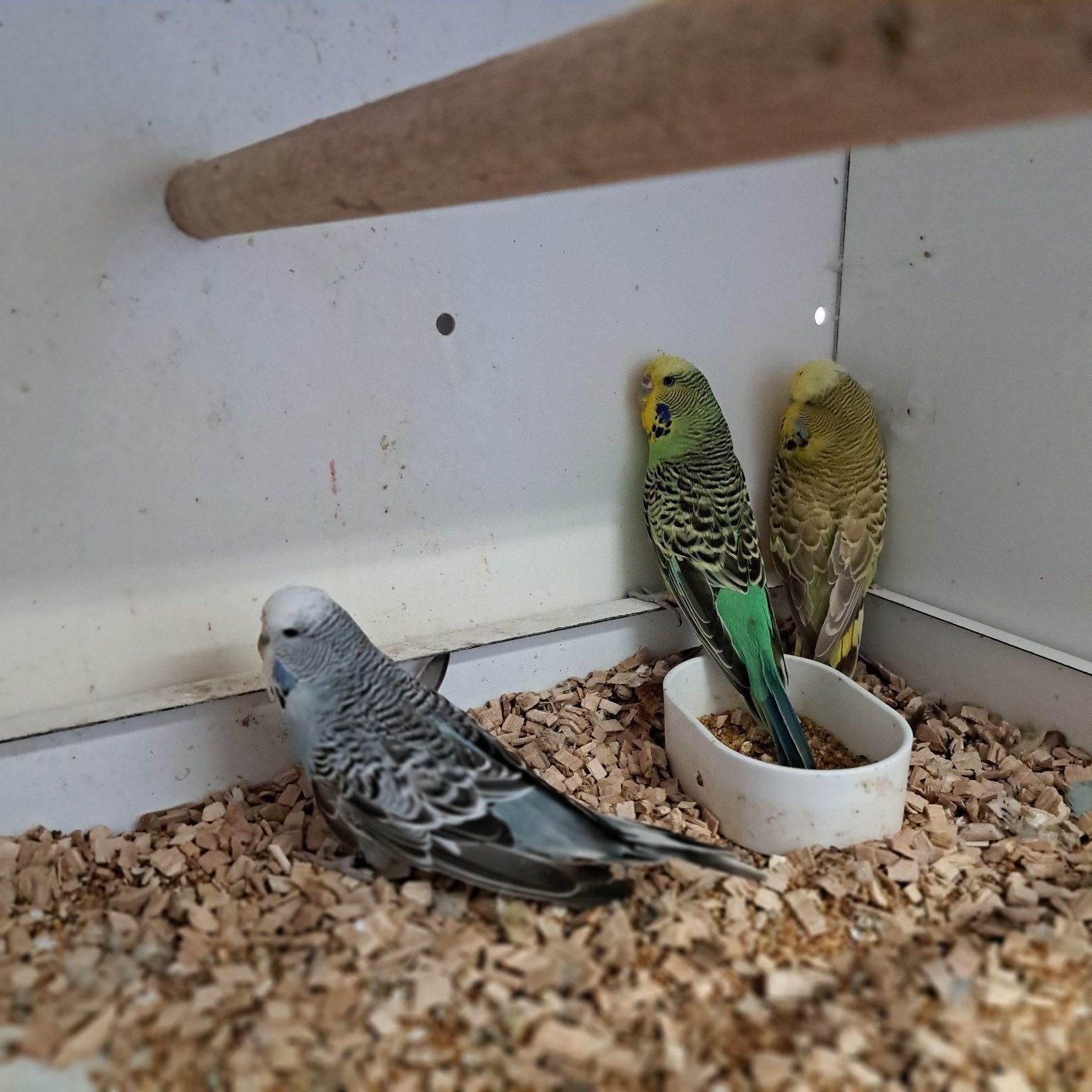 Engels parkieten, Meerdere dieren, Parkiet