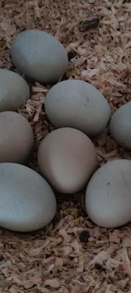 Broedeieren Araucana groenlegger broed eieren, Geslacht onbekend, Kip