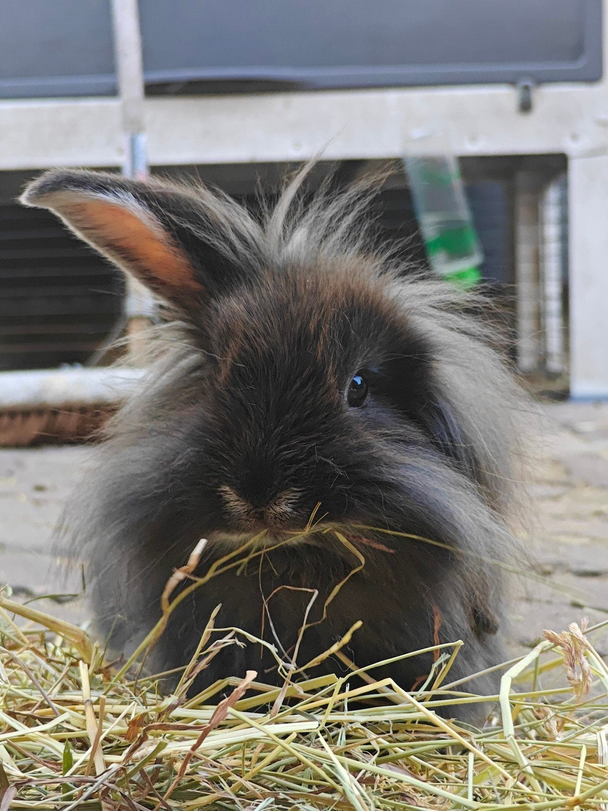Minilop / Teddy Widder konijntjes, Dieren en Toebehoren, Konijnen, Meerdere dieren, Dwerg