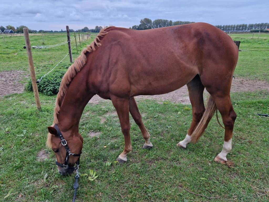 Mooie merrie te koop, Merrie, 160 tot 165 cm, Dressuurpaard, 3 tot 6 jaar