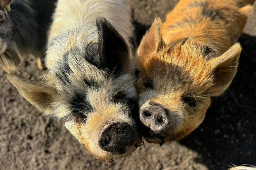 Twee super lieve kune kune varkens, Mannelijk, Varken, 0 tot 2 jaar