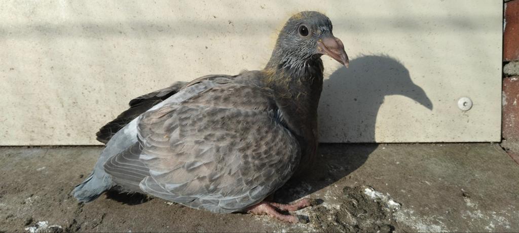 Alvast te reserveren kleurpostduif jong in de kleur opaal., Dieren en Toebehoren, Vogels | Duiven, Geslacht onbekend, Postduif