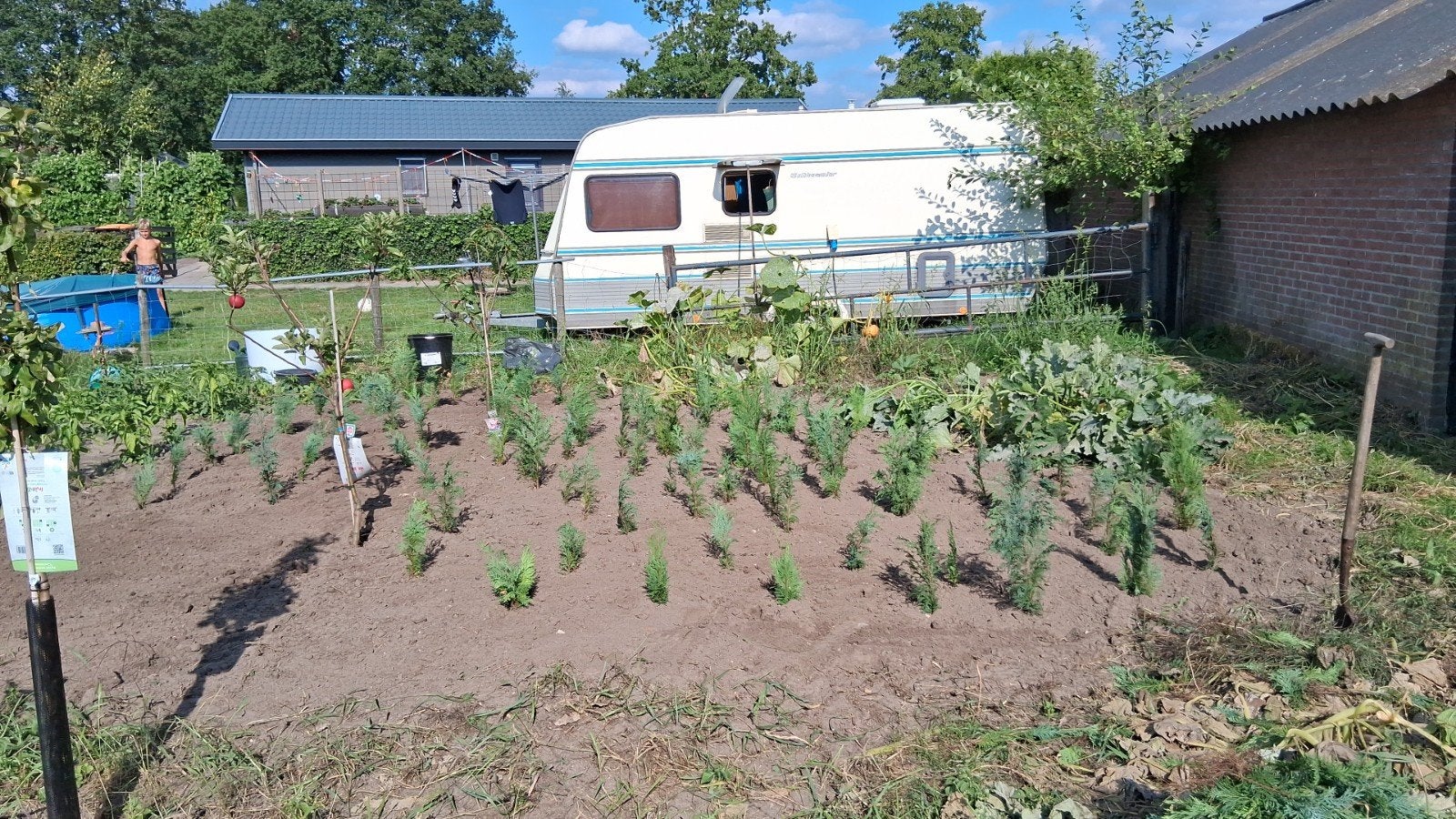 jonge coniferen plantjes, Ophalen, Bloeit niet, Halfschaduw, Overige soorten