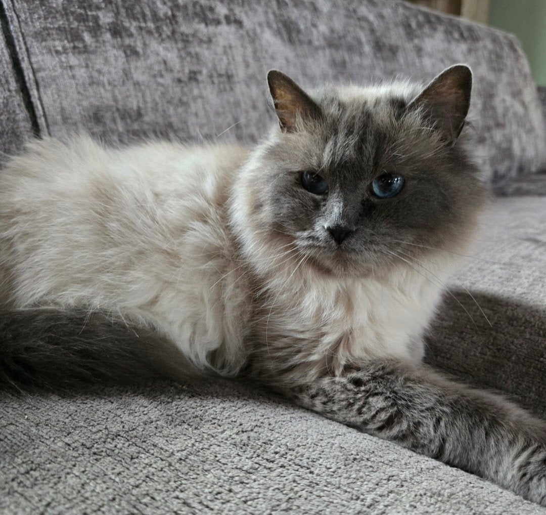 Lieve Ragdoll poes 6 jaar  | Snel ophalen, Poes