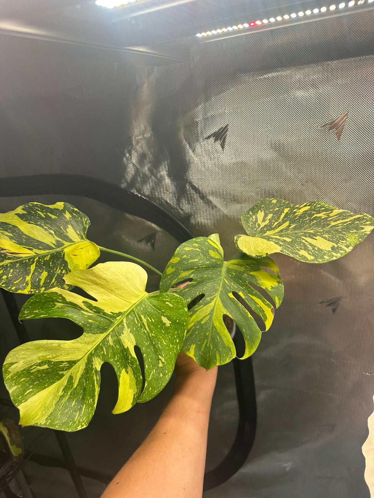 Monstera electrolight, Huis en Inrichting, Kamerplanten, Ophalen of Verzenden, Halfschaduw, Minder dan 100 cm