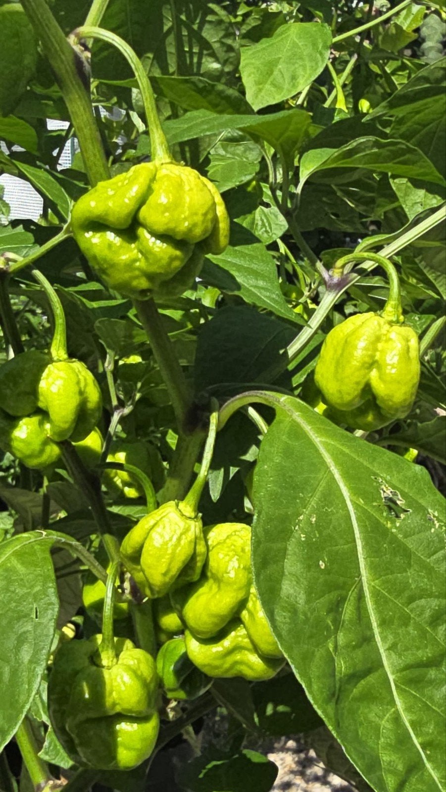 Grote Carolina reaper plant, vol met pepers, extreem heet!, Ophalen, Vaste plant, Overige soorten, Volle zon