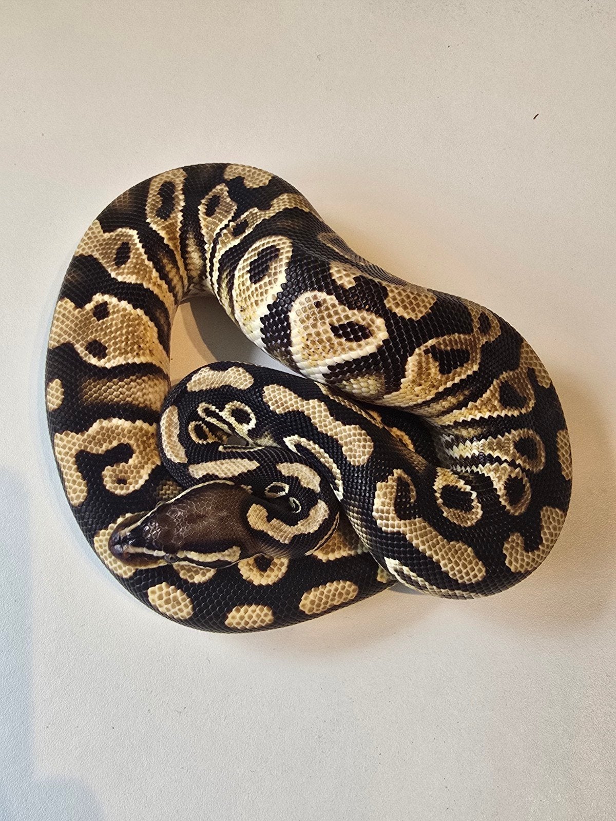 1.0 hurricane DH dg clown Ball Python - male for sale from martijn