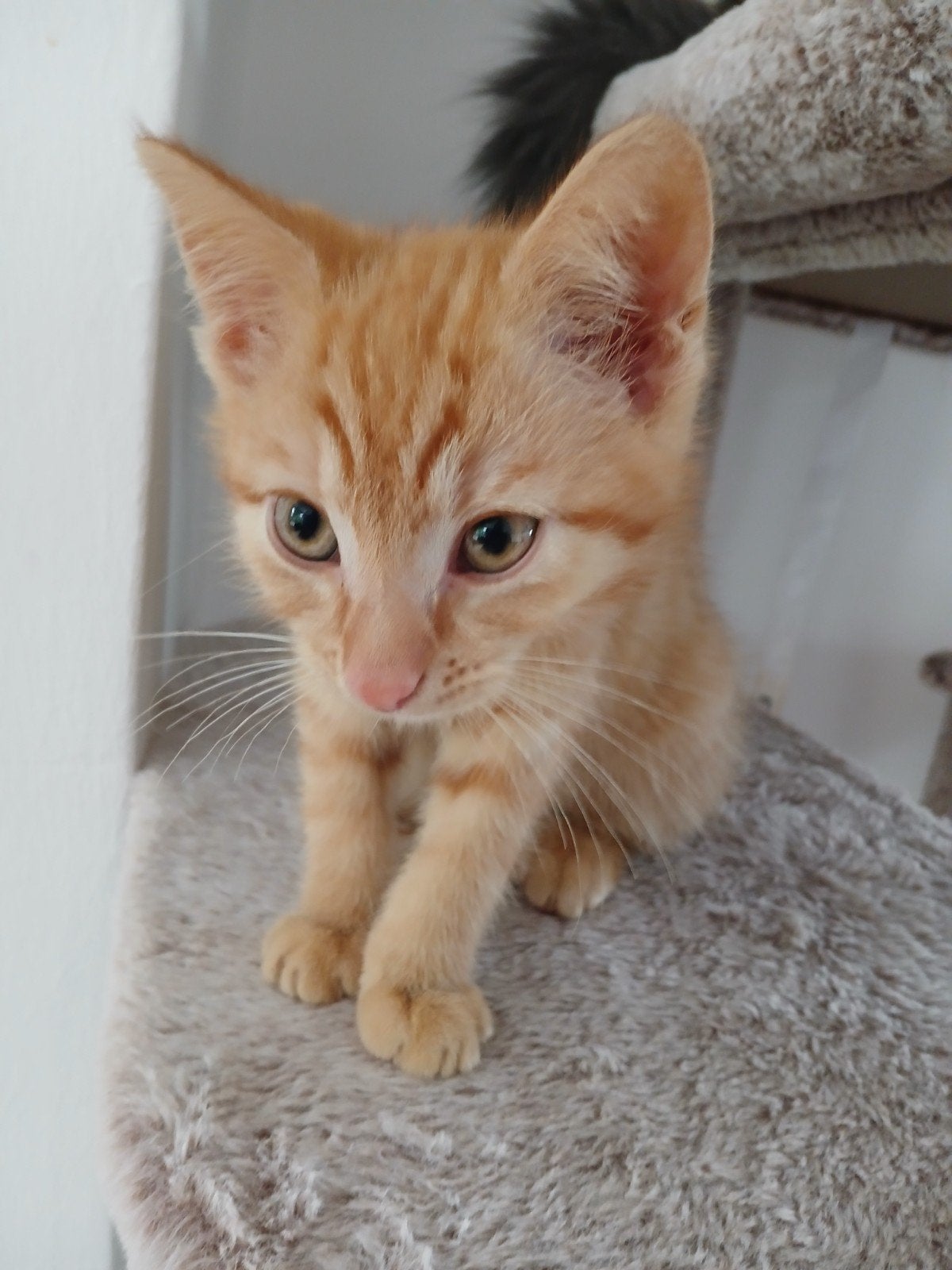 3 lieve dametjes, Poes, Kortharig, 0 tot 2 jaar