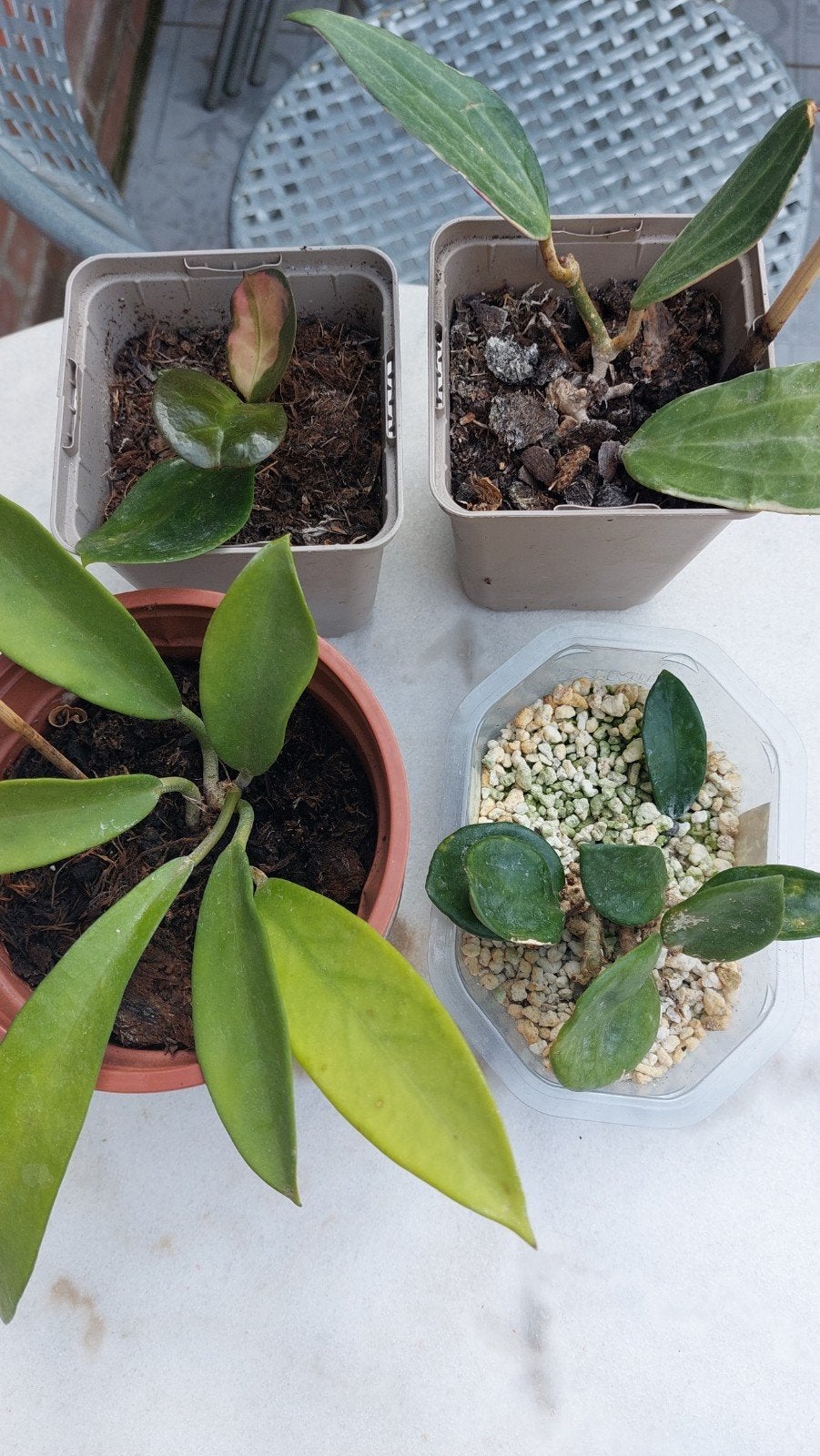 Hoya, Ophalen of Verzenden, Halfschaduw, Minder dan 100 cm