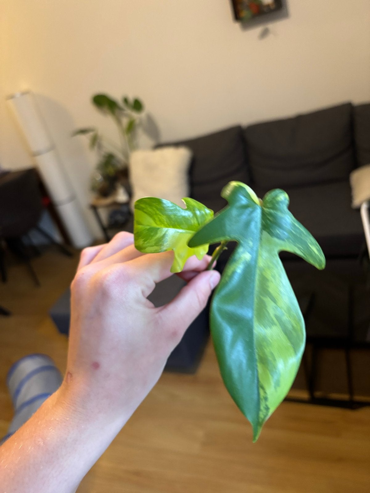 Zeldzame stekjes van diverse planten, Overige soorten, Vaste plant, Ophalen of Verzenden, Bloeit niet