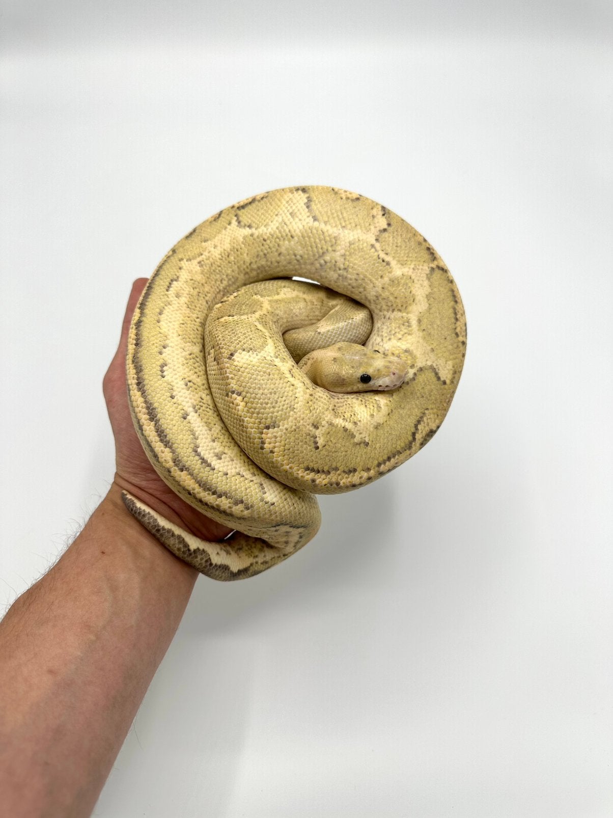 Diverse Python regius - koningspythons, Slang, Tam, 0 tot 2 jaar