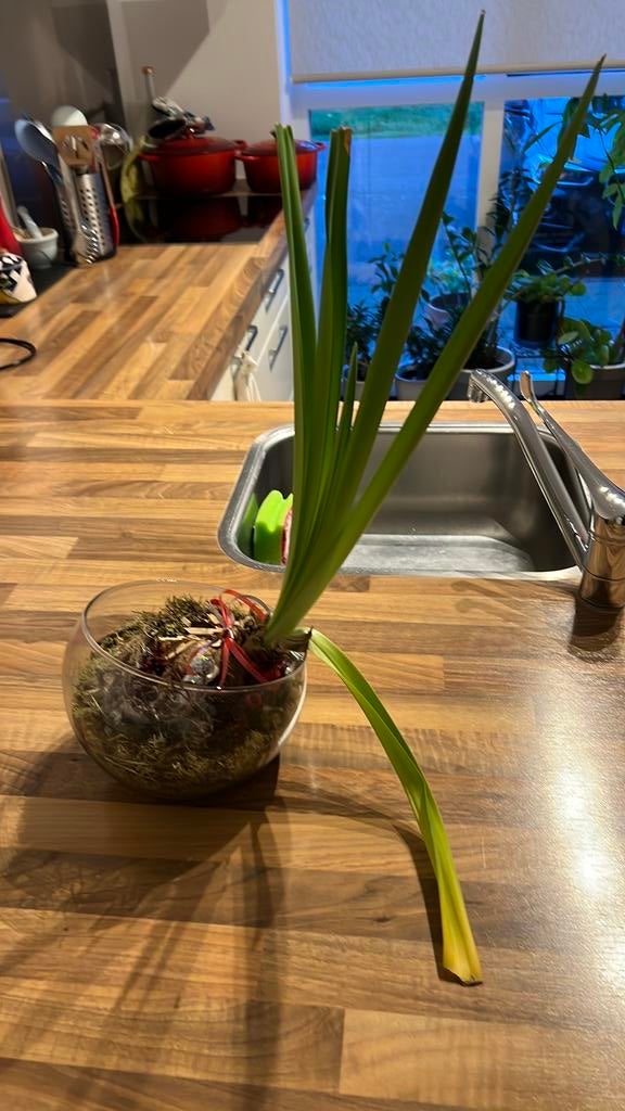 Gratis kerstbol amaryllis, Ophalen, Halfschaduw, Minder dan 100 cm