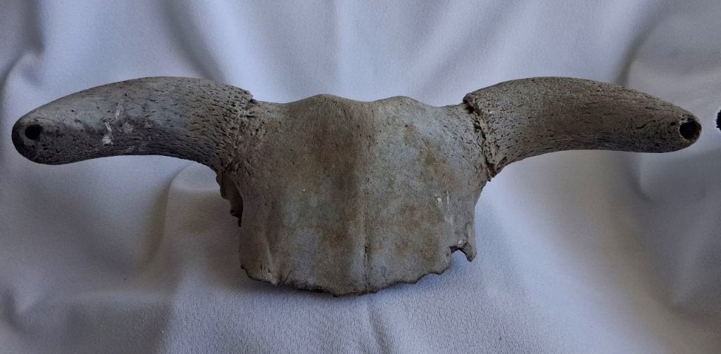 Wisent? Bodemvondst, Ophalen of Verzenden, Gebruikt, Boerderijdier, Schedel