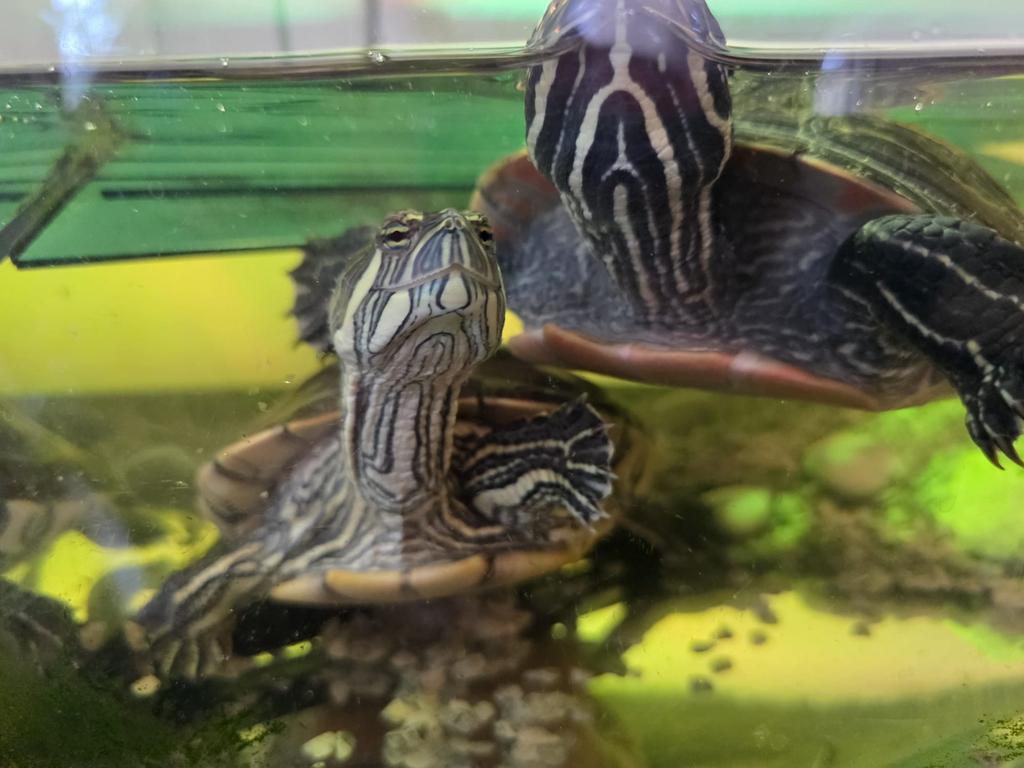 Gratis: twee schildpadden, Vis