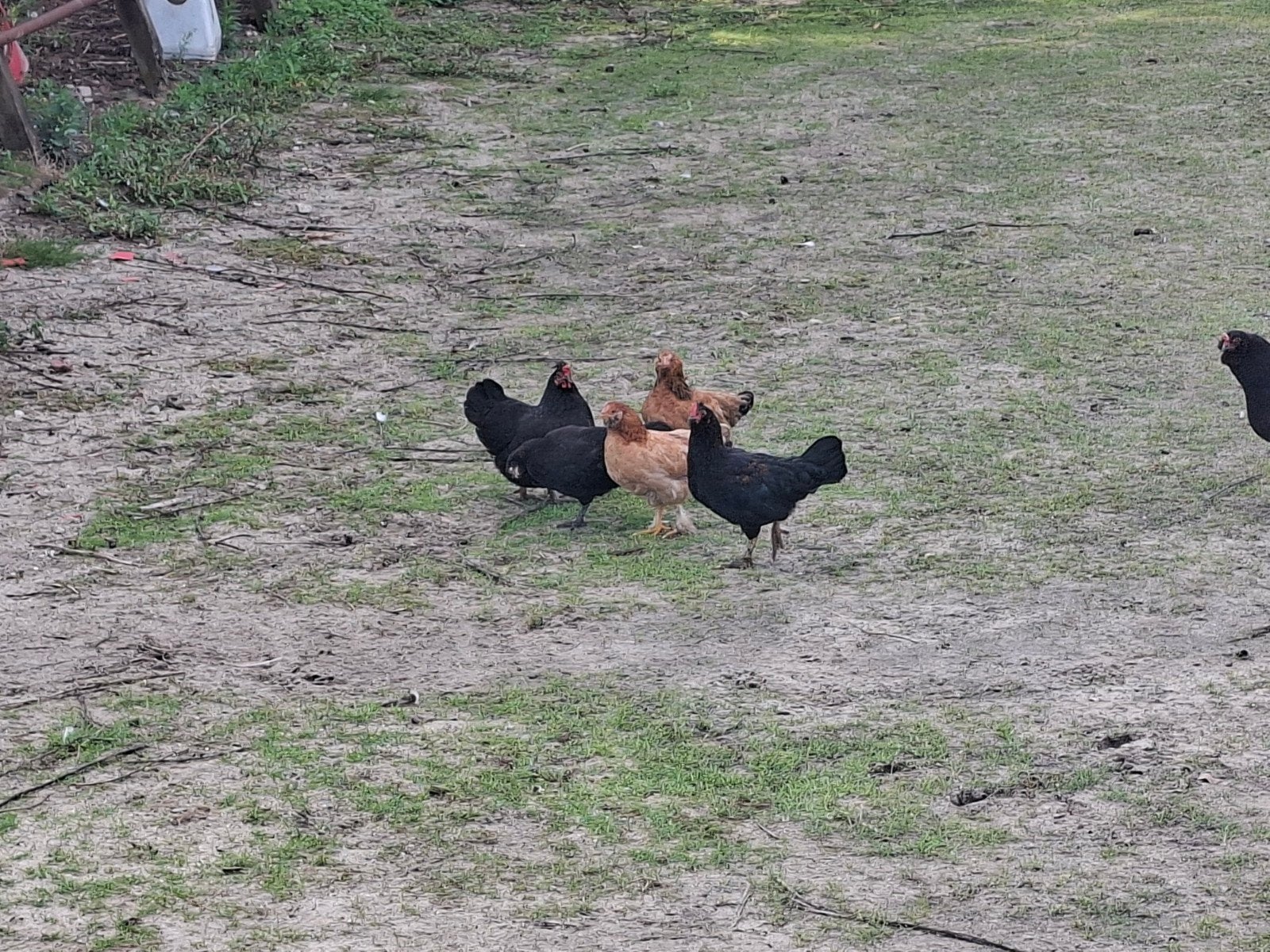 natuurbroed, kuikens, pauwen, Dieren en Toebehoren, Pluimvee, Meerdere dieren, Overige soorten