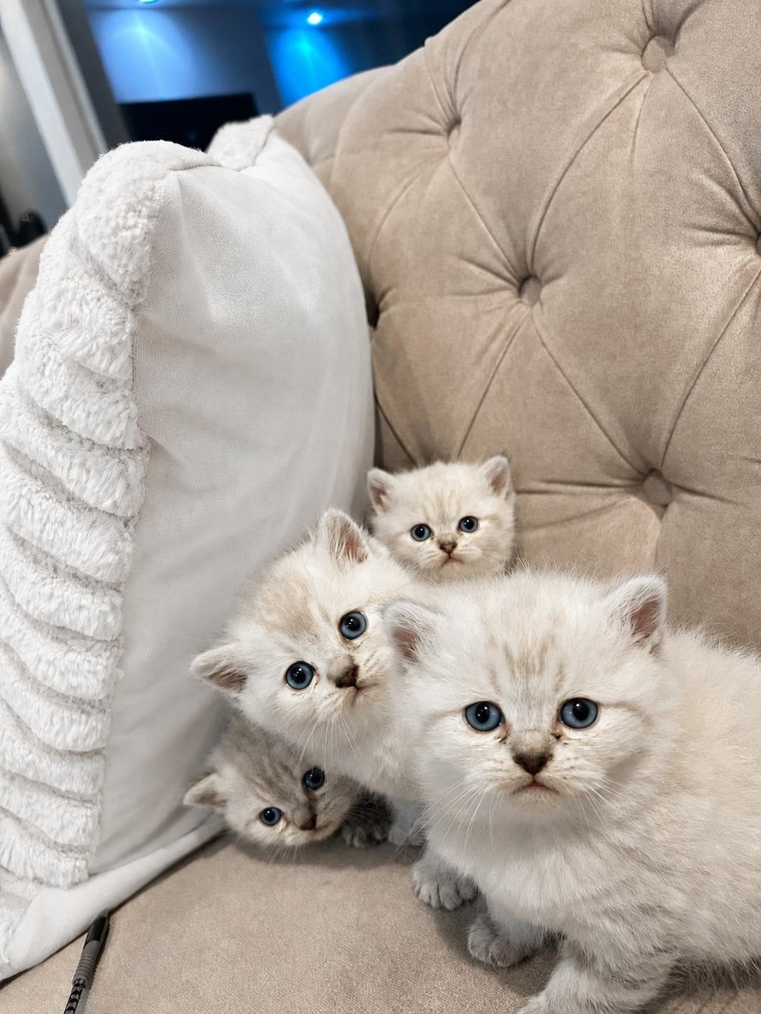 Britse kortehaar kittins, Kortharig