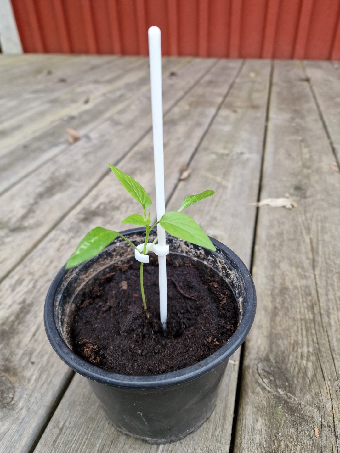 Sterke Plantensteuntjes voor jonge zaailingen en stekjes, Tuin en Terras, Planten | Tuinplanten, Verzenden, Eenjarig, Fruitplanten