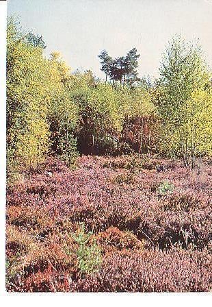 Ansichtkaart	Heide, Verzenden, 1960 tot 1980, Gelopen, Natuur