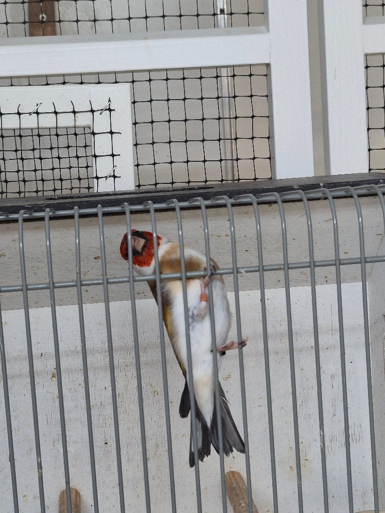 PRACHTIGE MAJOOR PUTTER  WILDKLEUR 2025, Dieren en Toebehoren, Vogels | Overige Vogels, Mannelijk, Wildzangvogel, Geringd