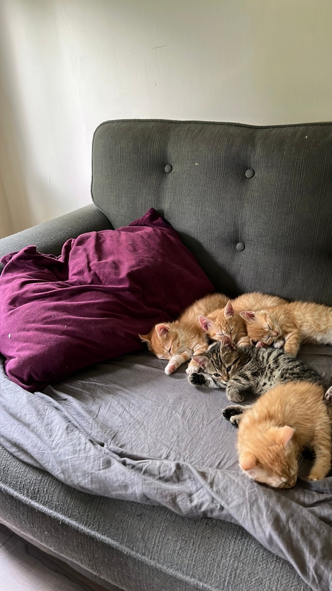 Kittens gratis
