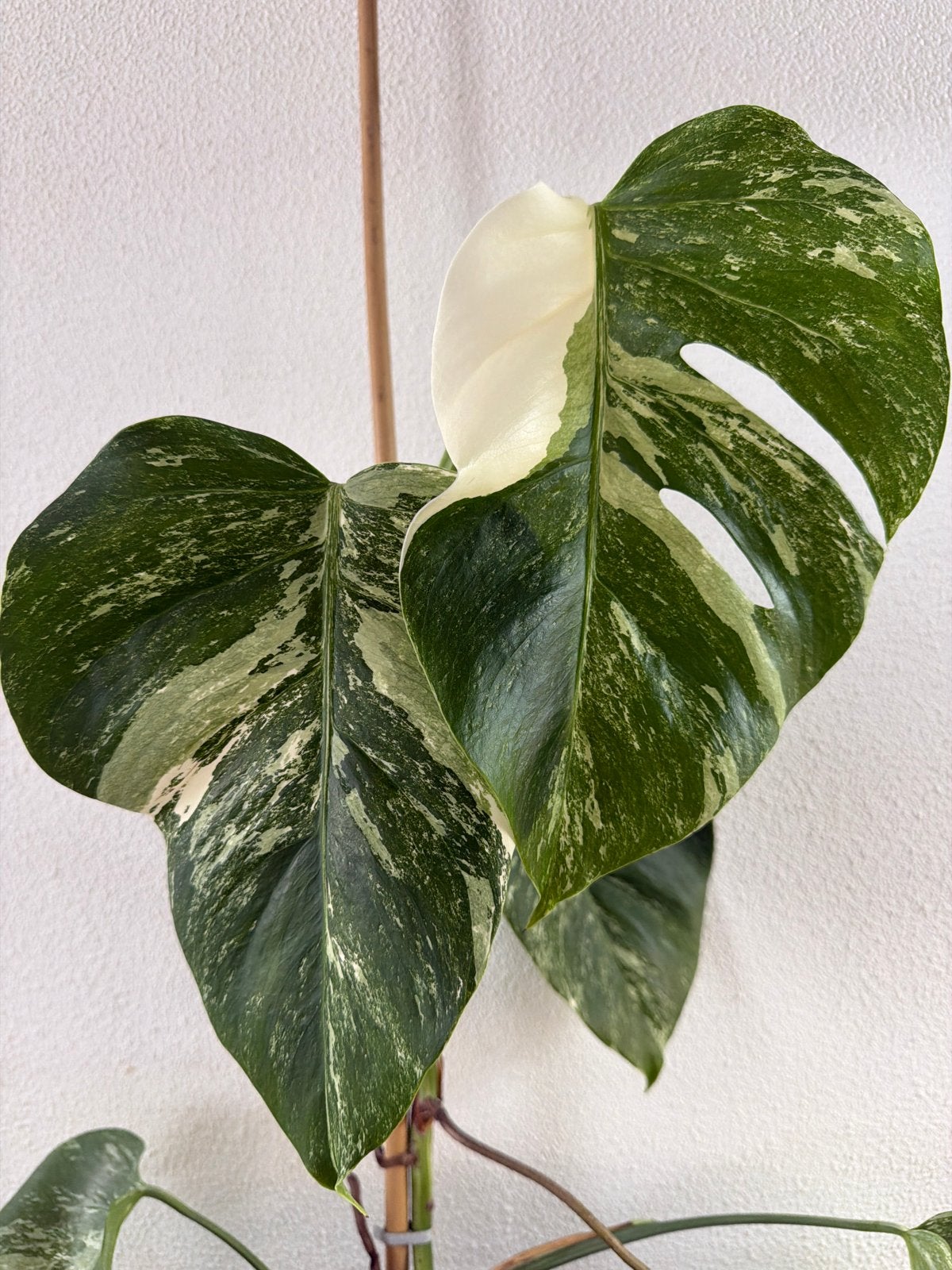 Monstera Albo Variegata, Ophalen, Halfschaduw, Minder dan 100 cm
