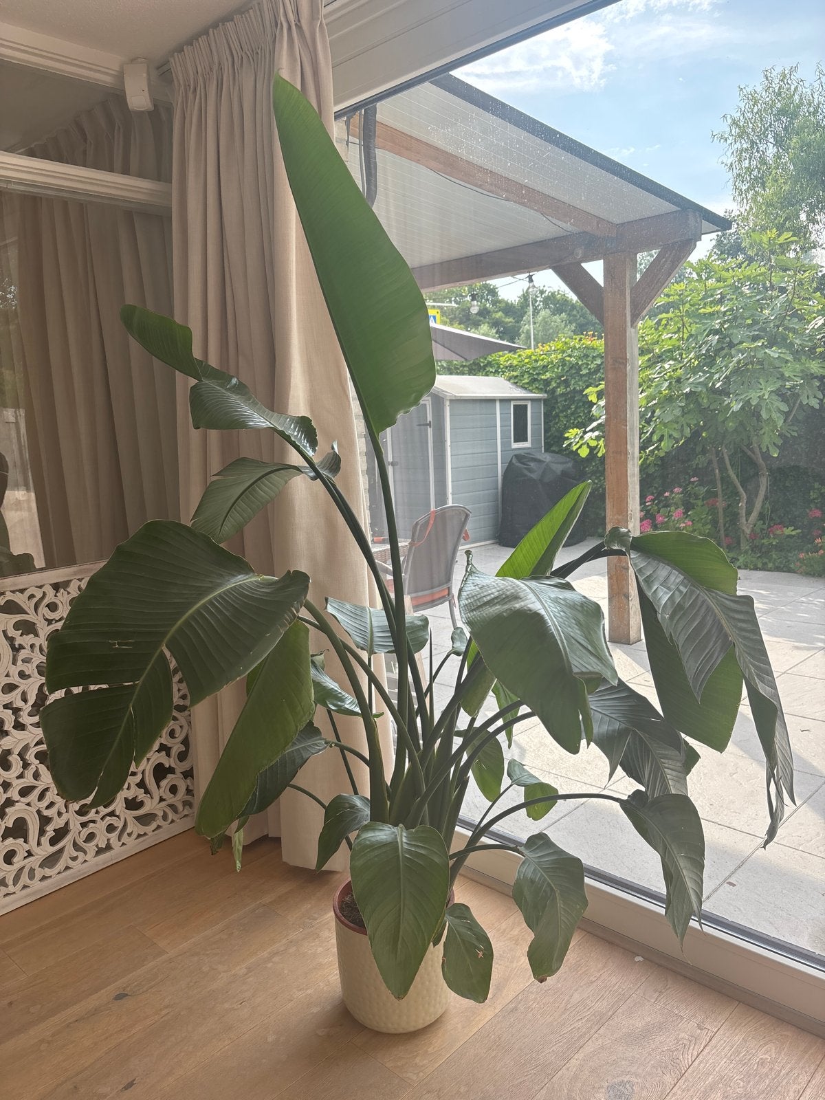 Grote Strelitzia Nicolai - Paradijsvogelplant, Huis en Inrichting, Ophalen, 200 cm of meer, Overige soorten, In pot
