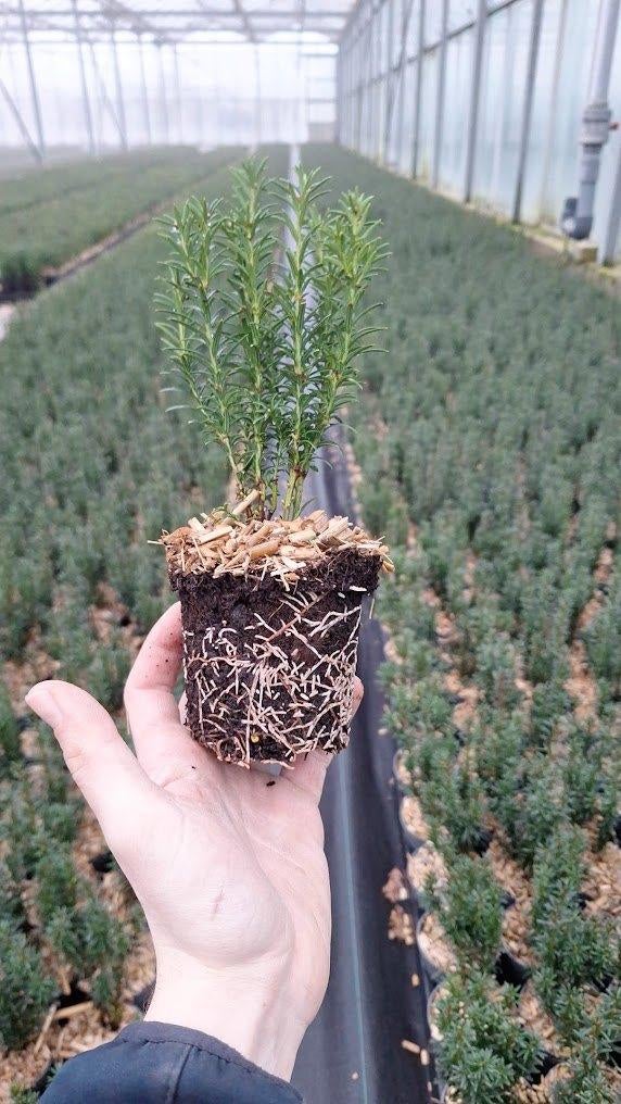 plantgoed boomkwekerij taxus prunus, Tuin en Terras, Planten | Struiken en Hagen, Ophalen, Taxus, Minder dan 100 cm