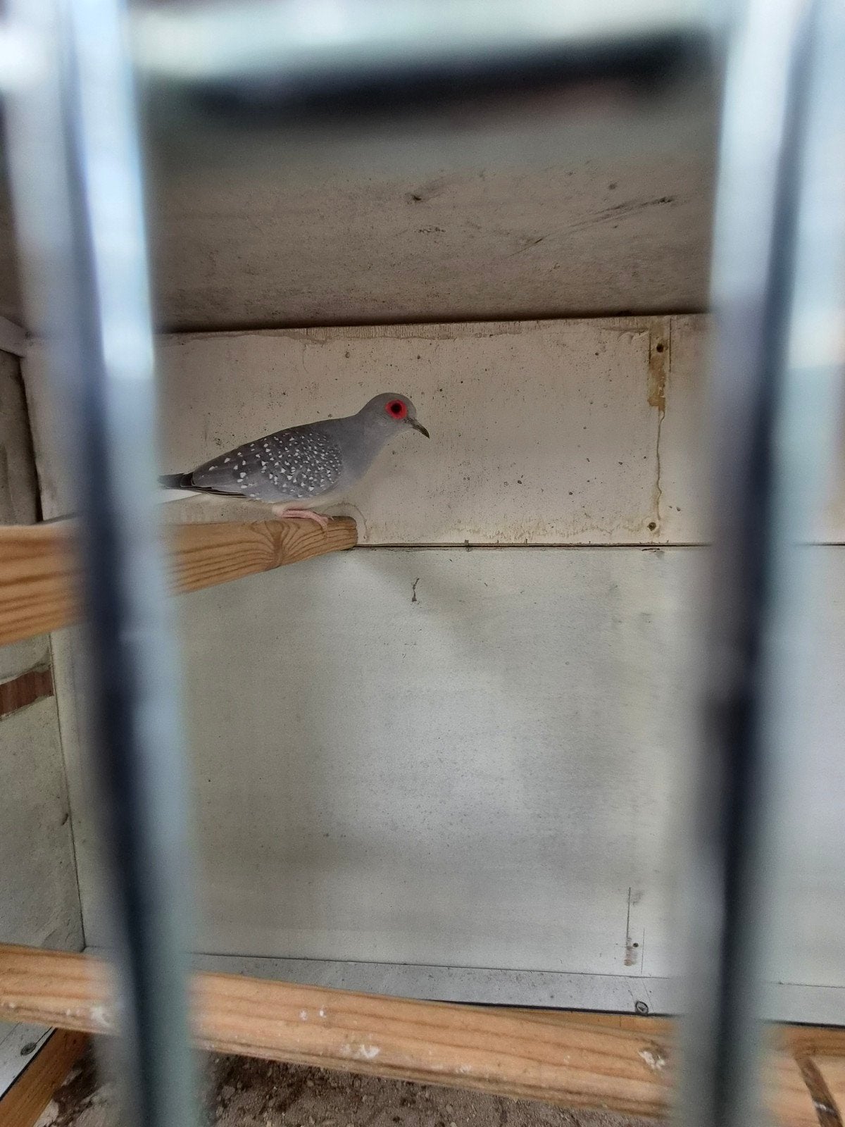 Diamand duifjes ,stelletje, Dieren en Toebehoren, Vogels | Kanaries, Meerdere dieren, Kleurkanarie