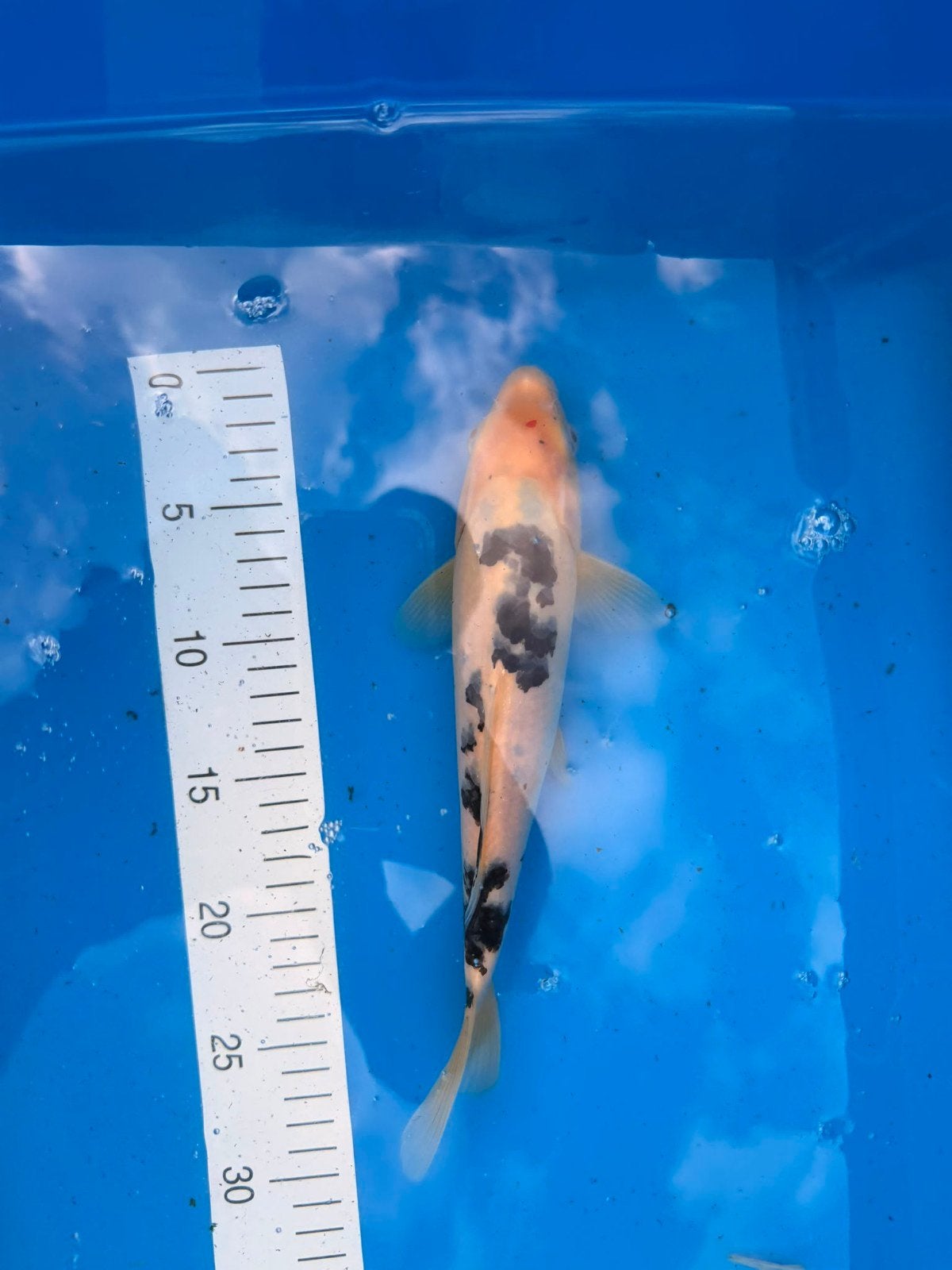 Sanke +/- 30 cm, Karper of Koi