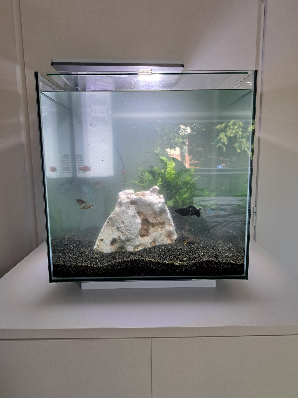 Superfish Aquarium 60 Liter, Dieren en Toebehoren, Vissen | Aquaria en Toebehoren, Gebruikt, Gevuld zoetwateraquarium, Inclusief deksel