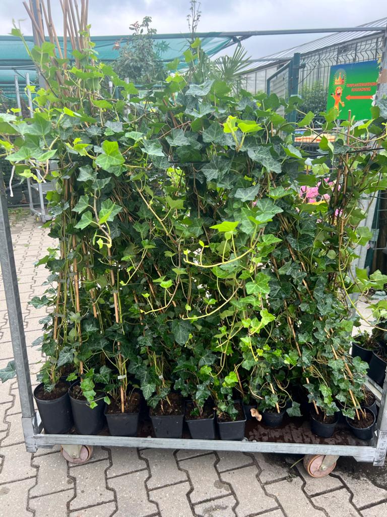 Hedera Hibernica klimop 20/40 t/m 250/300 met 10% staffel, Tuin en Terras, Planten | Tuinplanten, Ophalen, Vaste plant, Bloeit niet