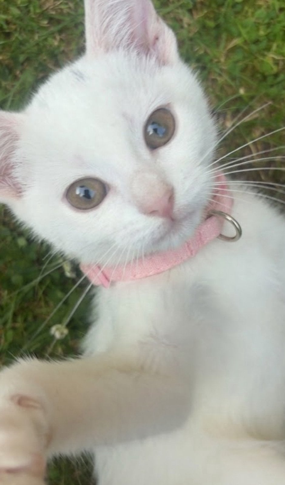 KITTEN te koop, Dieren en Toebehoren, Katten en Kittens | Raskatten | Korthaar, Meerdere dieren