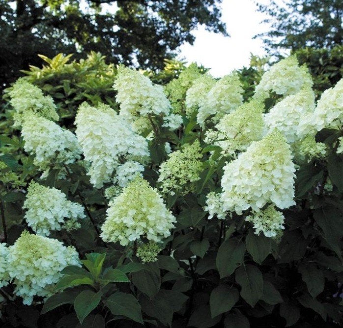 Hydrangea 'Silver dollar' ACTIE!! €5,- p.st., Overige soorten, Vaste plant, Ophalen of Verzenden, Halfschaduw