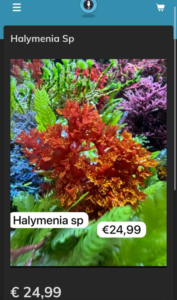 Diversen soorten wieren voor het zeeaquarium, Dieren en Toebehoren, Verzenden, Nieuw, Plant(en), Steen of Hout