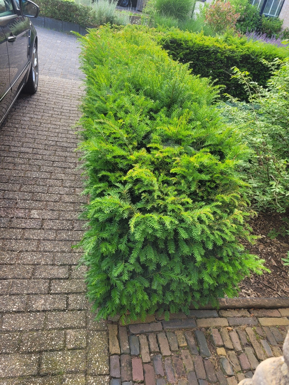 Taxus baccata 'Summergold' haag - zelf uitgraven, Ophalen, Taxus, Haag, Minder dan 100 cm