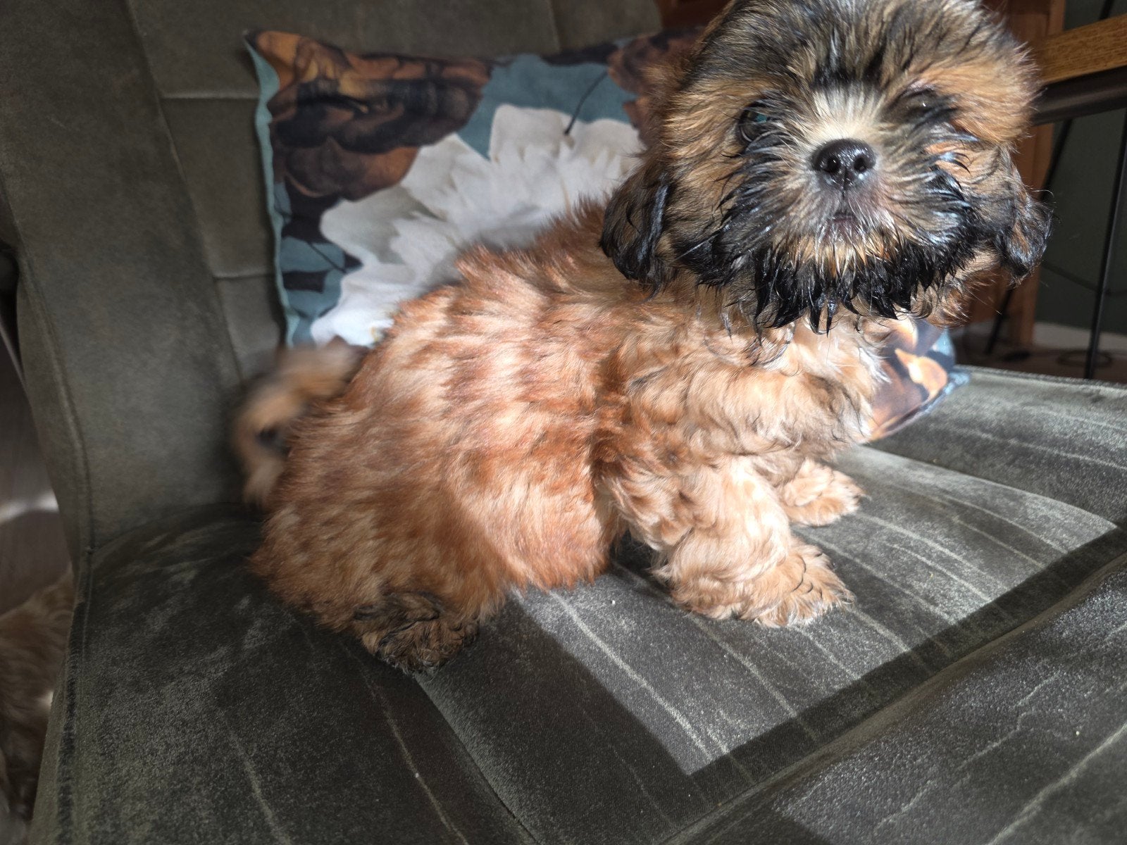 Boomer pups, Parvo, Overige rassen, 8 tot 15 weken, Meerdere