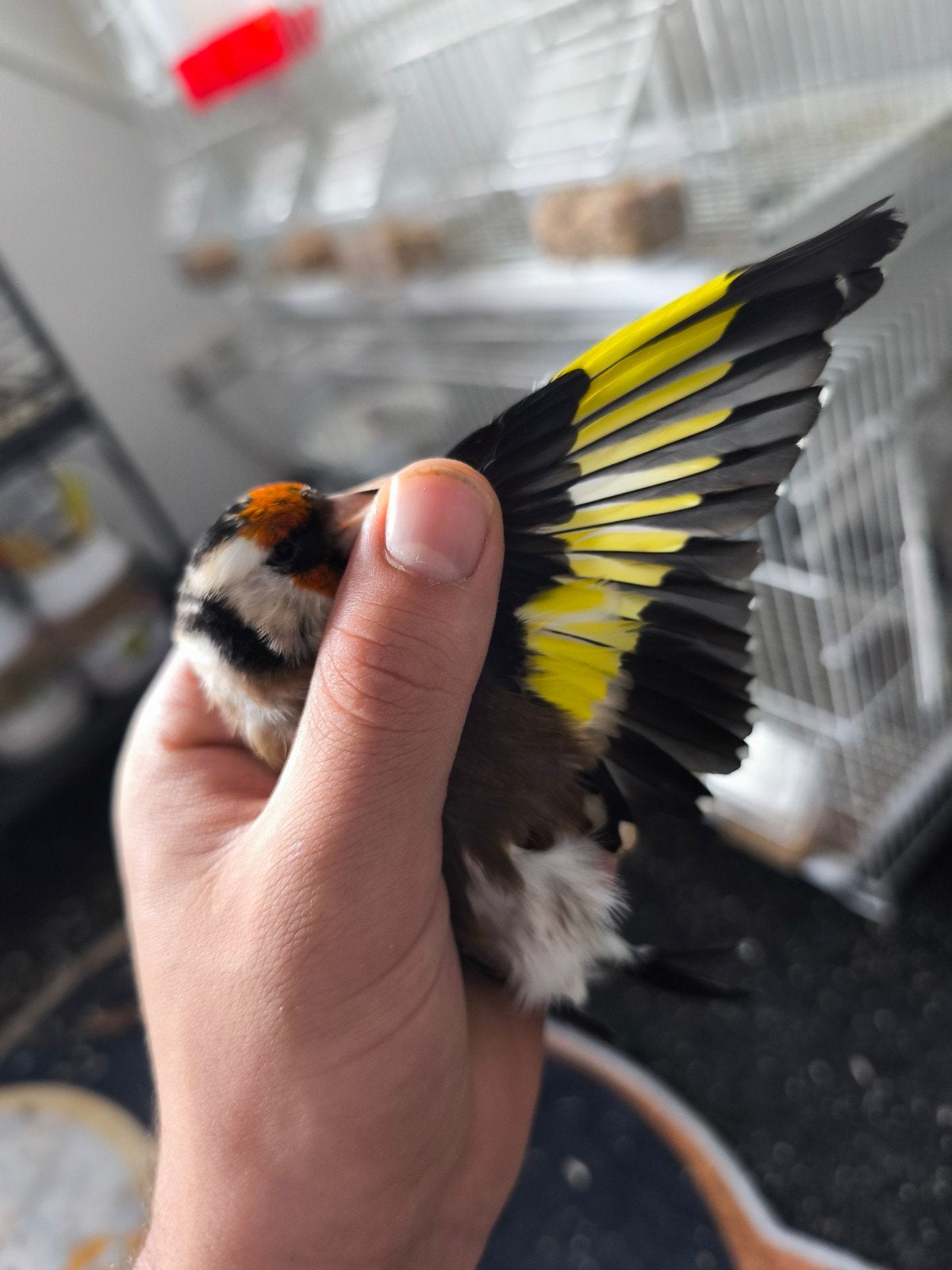 Putter koppel, Meerdere dieren, Wildzangvogel