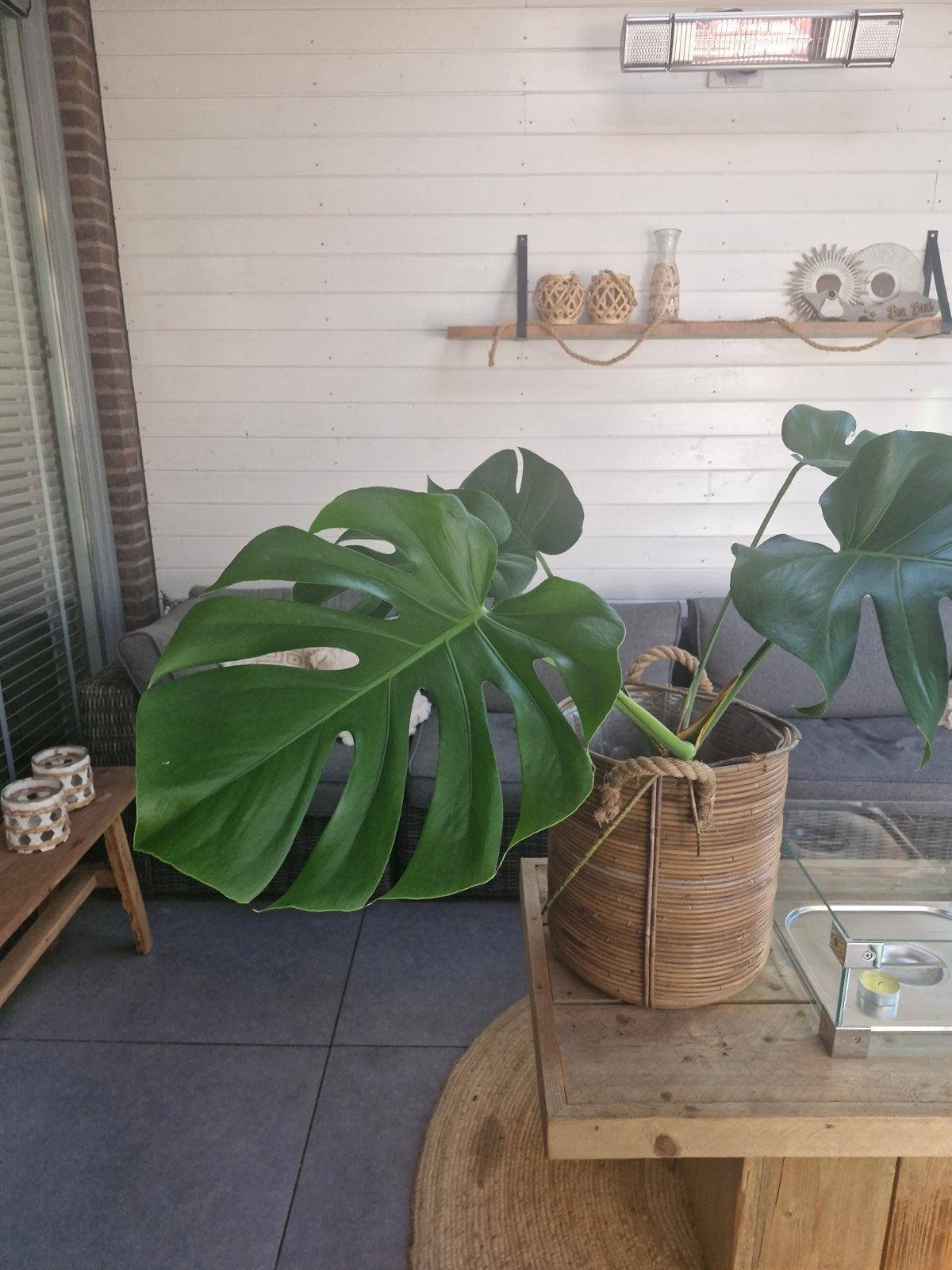 Monstera plant in mooie mand!, Ophalen, Halfschaduw, Minder dan 100 cm