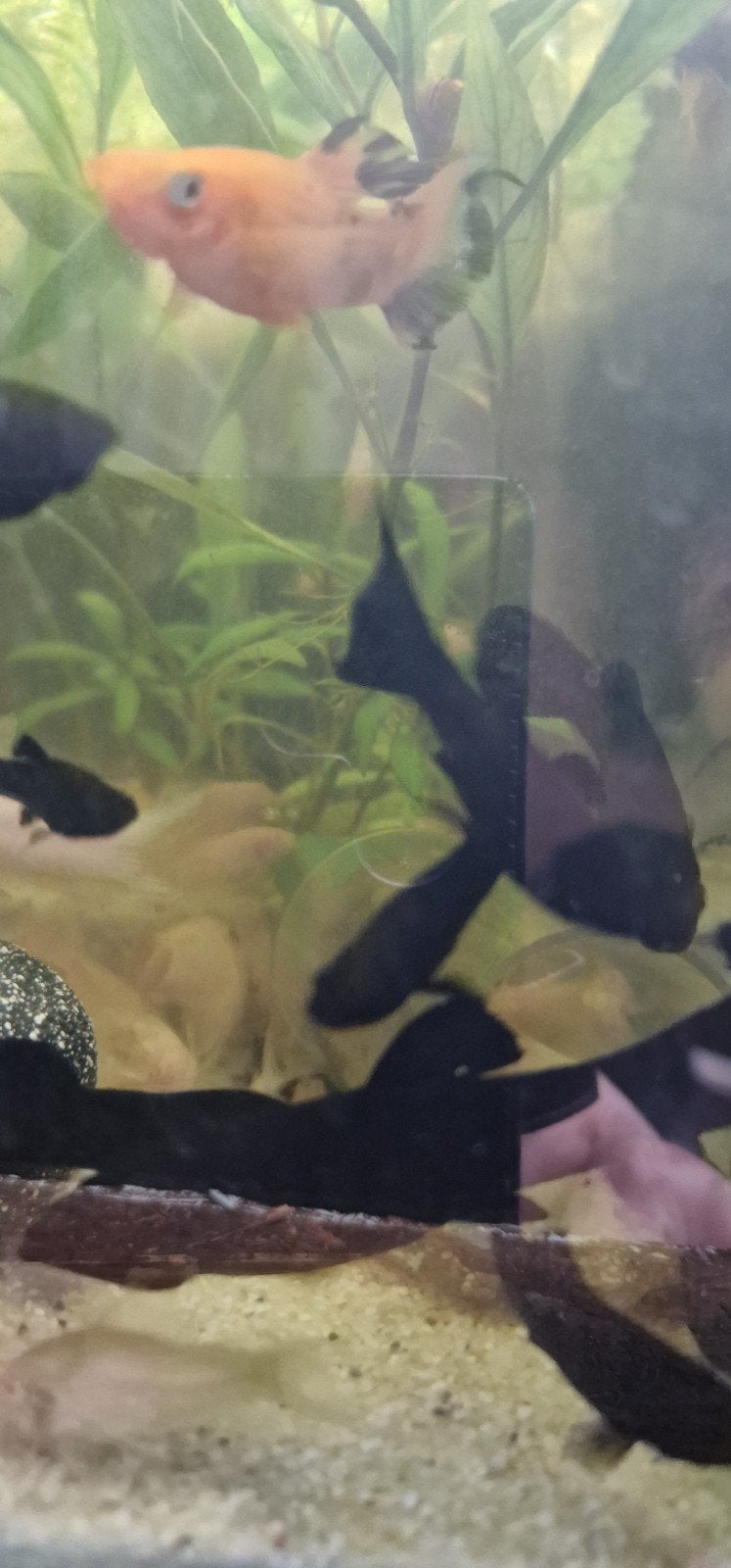 Blackmolly's  xxl en xl, Vis