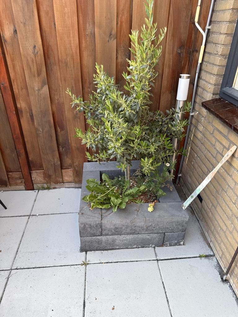 Olijfboom in betonnen plantenbak, Tuin en Terras, Planten | Bomen, Bloeit niet, 100 tot 250 cm, Olijfboom, Ophalen
