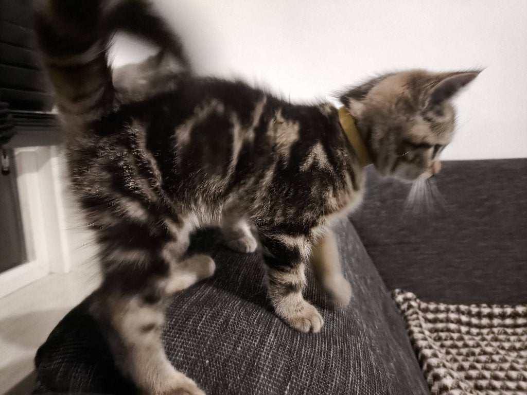 Half britse korthaar kittens, Dieren en Toebehoren, Katten en Kittens | Raskatten | Korthaar, Meerdere dieren, Ontwormd, 0 tot 2 jaar