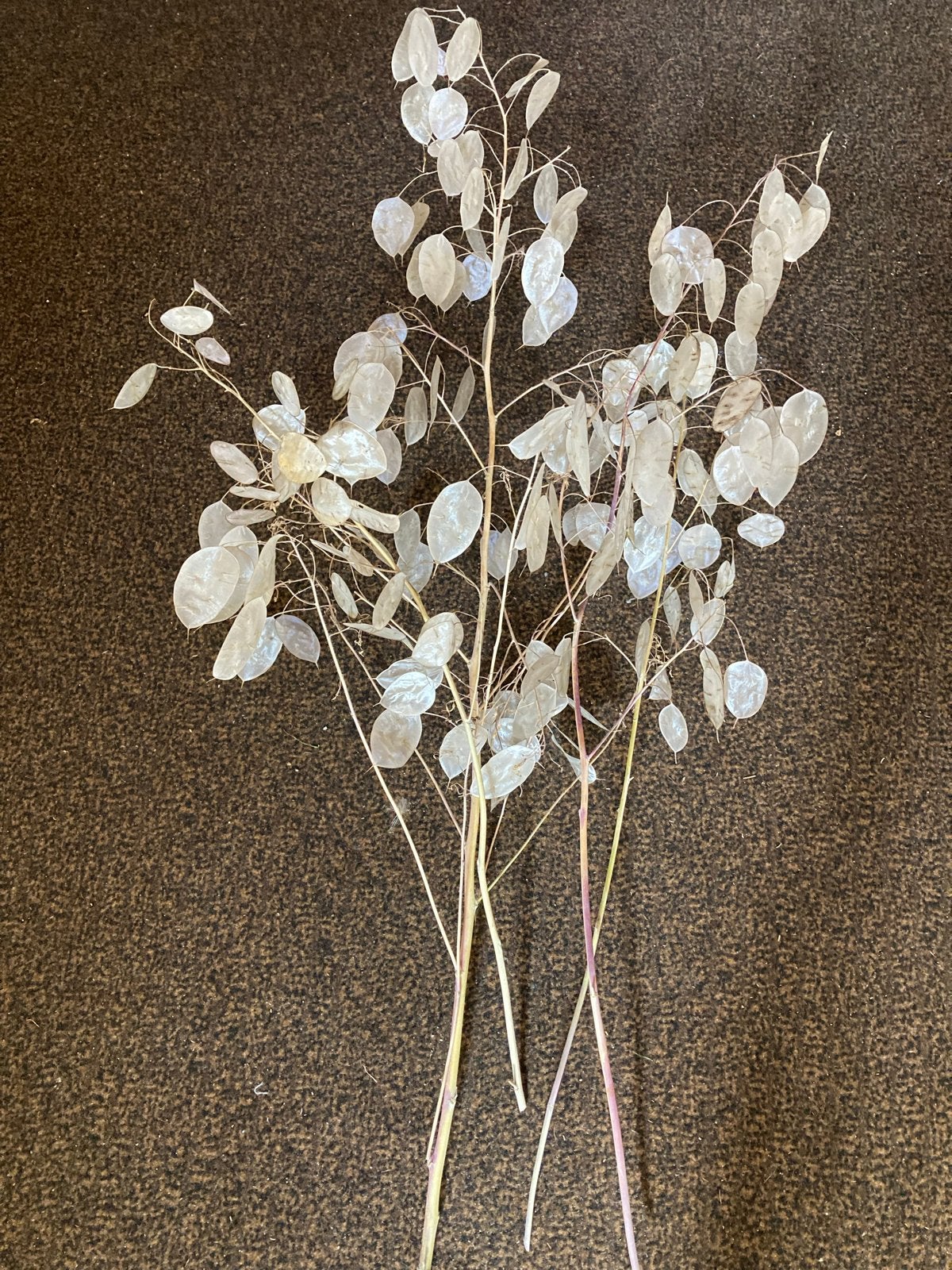 Judaspenning (Lunaria annua), Halfschaduw, Ophalen, Overige soorten, Bloeit niet