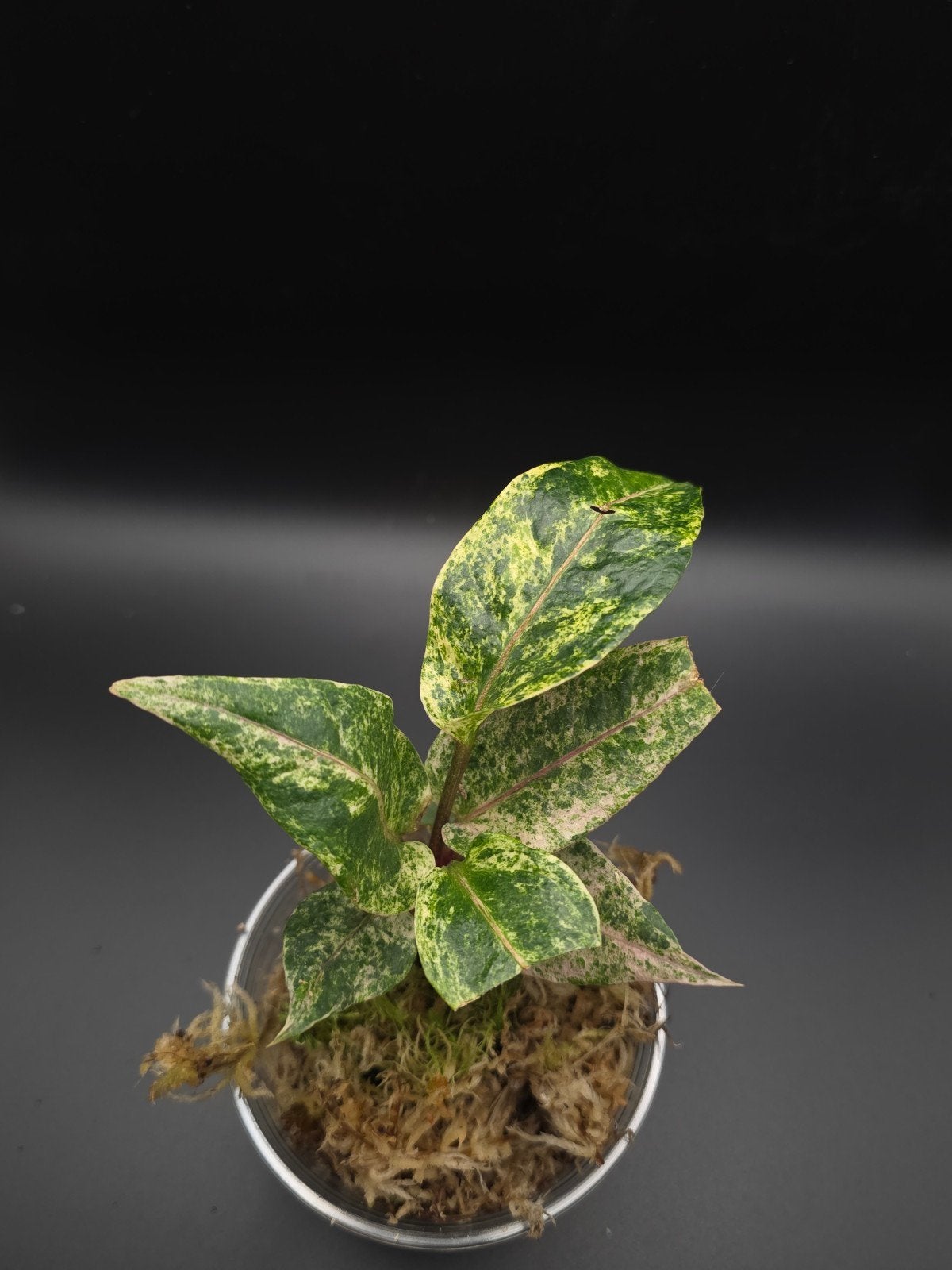 Anthurium Renaissance Variegated, Ophalen of Verzenden, Halfschaduw, Minder dan 100 cm