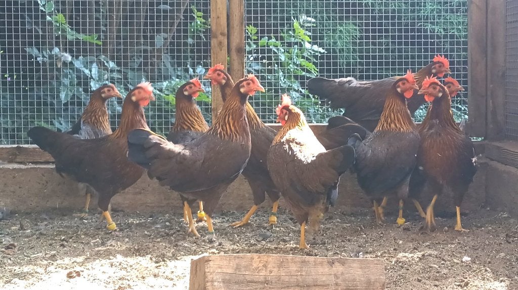ZELDZAAM kriel Leghorn Bruin-Patrijs, Meerdere dieren, Kip