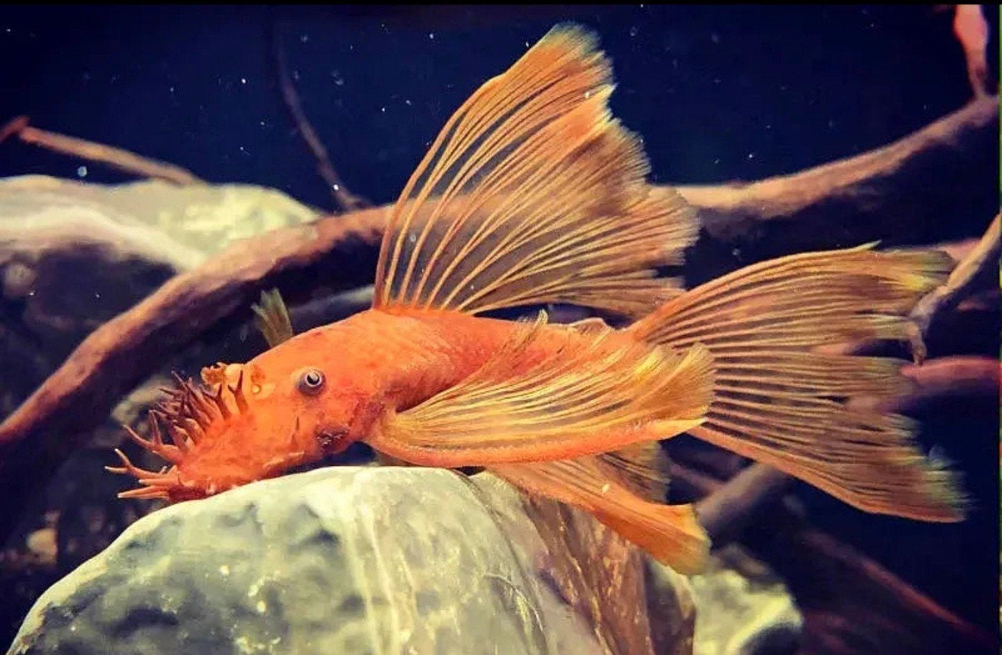 Super red longfin kweekkoppel, Dieren en Toebehoren, Vissen | Aquariumvissen, Vis