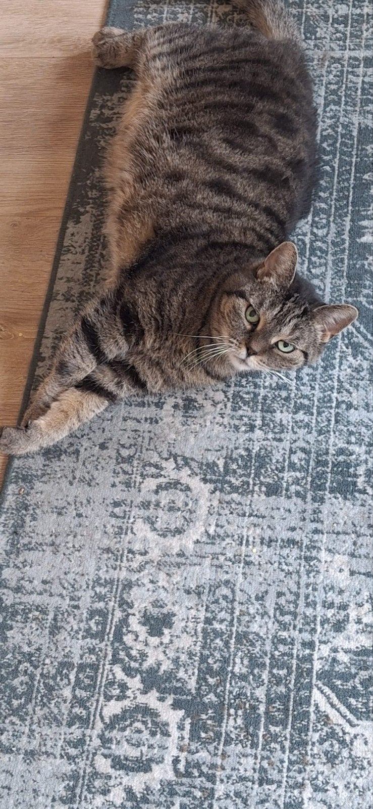 lieve poes zoekt nieuw huisje, Poes, 6 jaar of ouder
