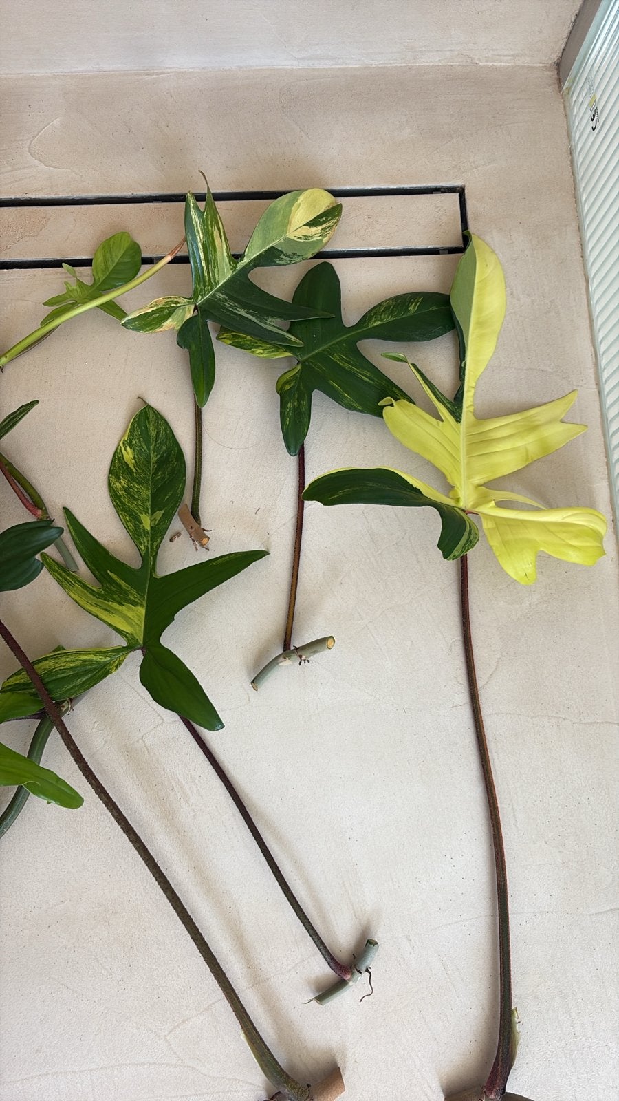 Philodendron  philodendron florida beauty- Unieke Variegata, Overige soorten, Vaste plant, Ophalen of Verzenden, Bloeit niet