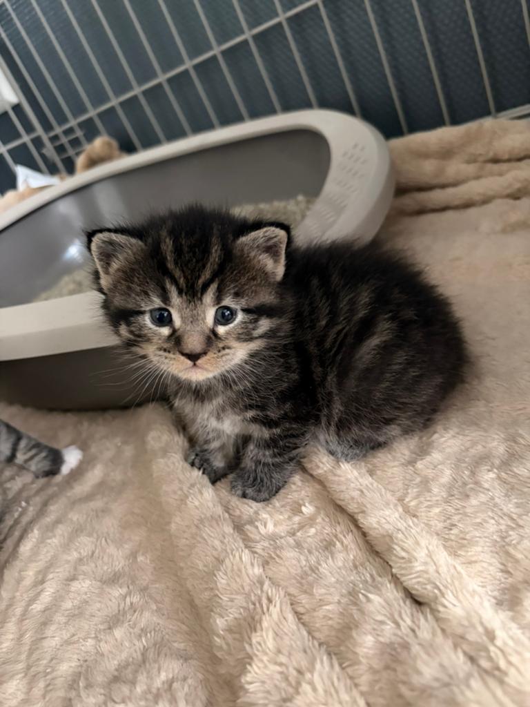 britse korthaar x maine coon kittens, Dieren en Toebehoren, Katten en Kittens | Overige Katten, Meerdere dieren