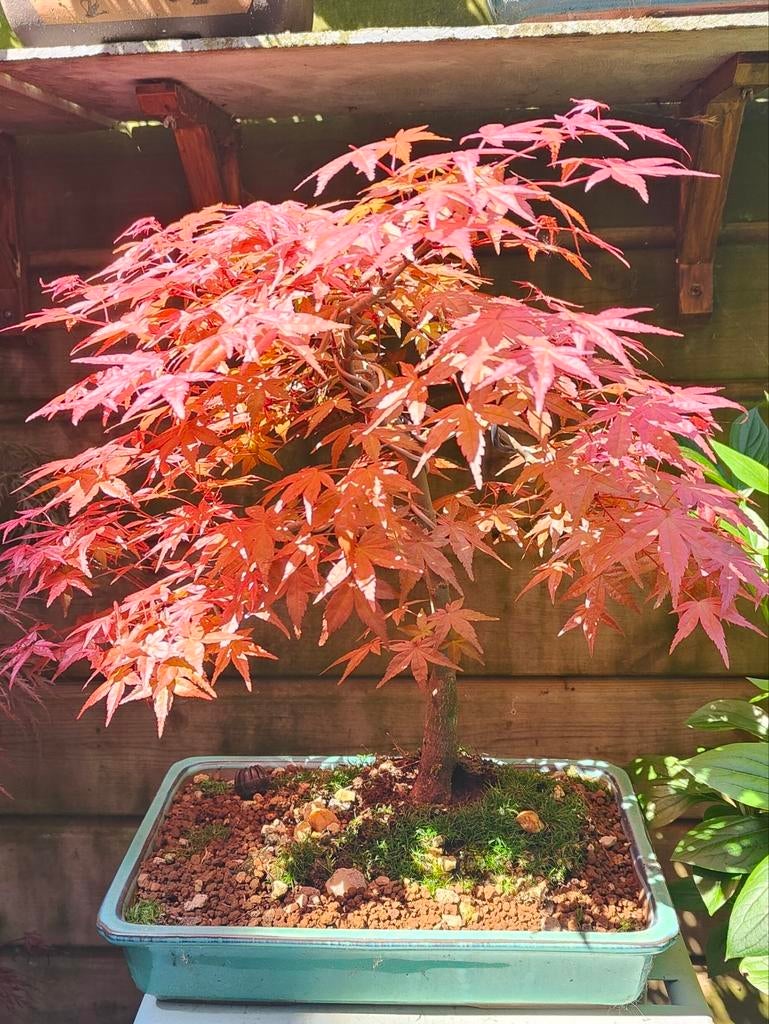 Bonsai Deshojo cultivar - Prachtig rood in de lente, Vaste plant, Bloeit niet, Halfschaduw, Ophalen